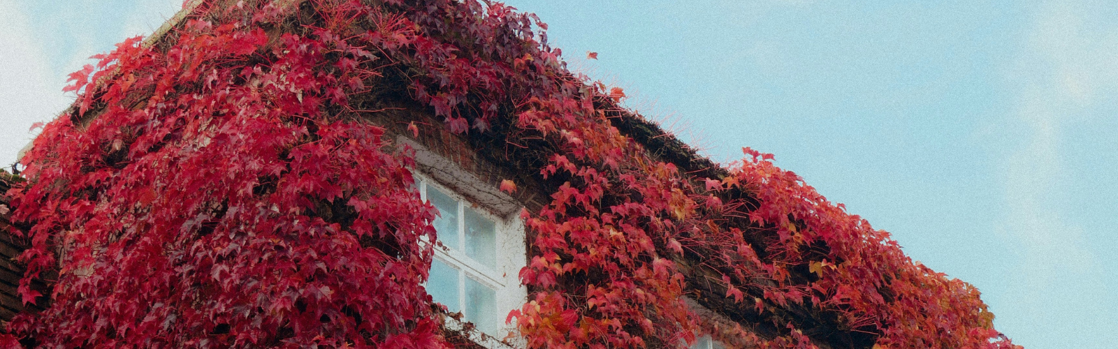 Banner image